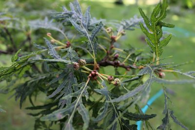 Quercus robur 'Pectinatum' - dub letní - list, pupen, plod